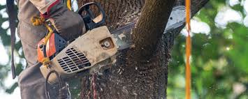 Reliable Hicksville, OH Tree Care Solutions