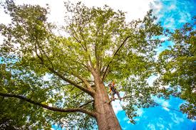 Best Seasonal Cleanup (Spring/Fall)  in Hicksville, OH