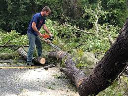 Best Tree and Shrub Care  in Hicksville, OH