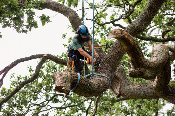 Best Tree Mulching  in Hicksville, OH
