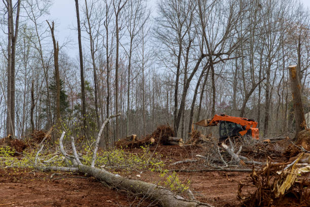 Best Fruit Tree Pruning  in Hicksville, OH