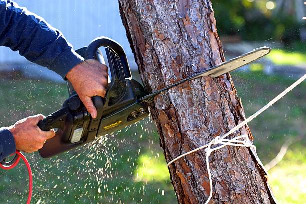 Best Leaf Removal  in Hicksville, OH
