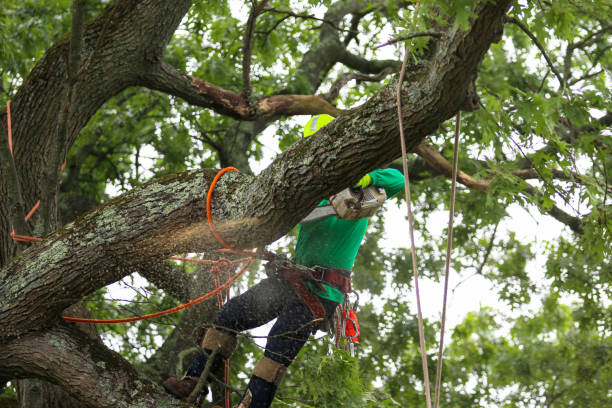 Best Pest Control for Lawns  in Hicksville, OH