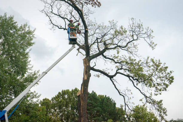 How Our Tree Care Process Works  in  Hicksville, OH