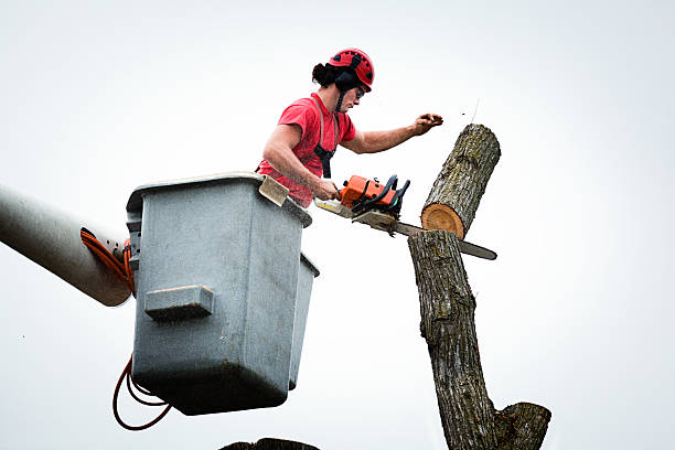 Best Utility Line Clearance  in Hicksville, OH