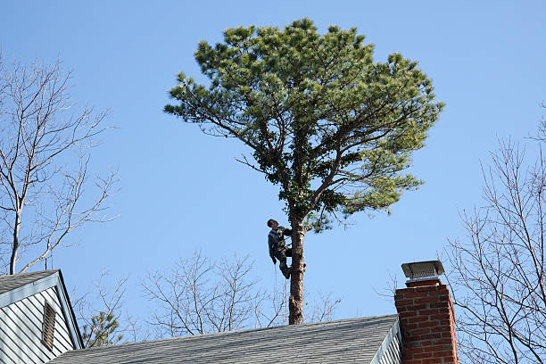 Best Tree Trimming and Pruning  in Hicksville, OH